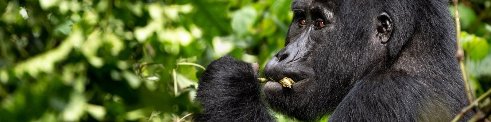 Bitukura Gorilla Family