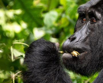 Bitukura Gorilla Family