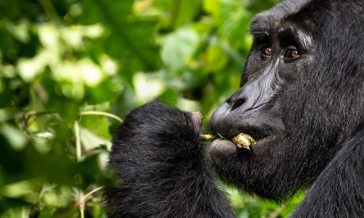 Bitukura Gorilla Family