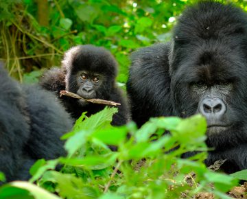 Bweza Gorilla Family