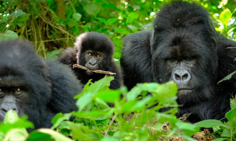 Bweza Gorilla Family