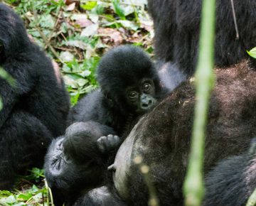 Habinyanja Gorilla Family