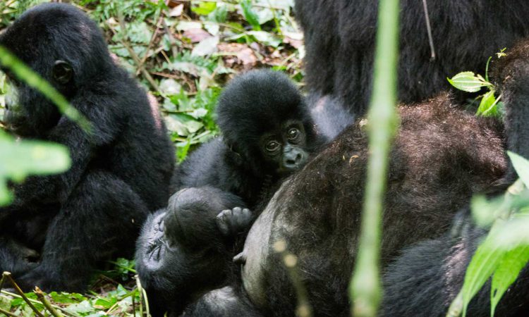 Habinyanja Gorilla Family