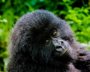 Humba Gorilla Family