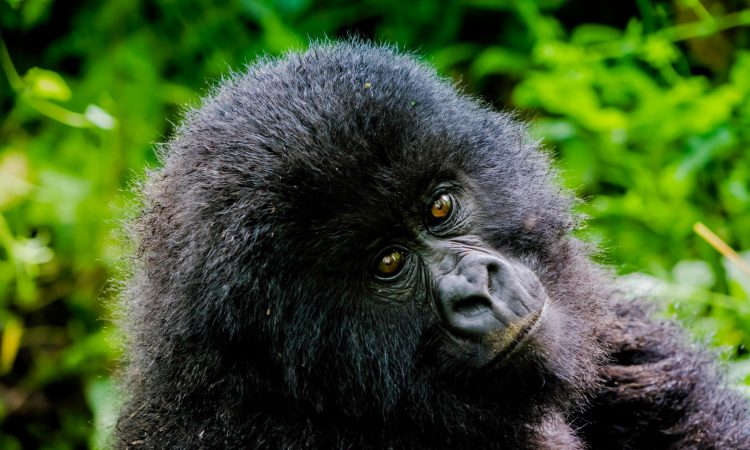 Humba Gorilla Family