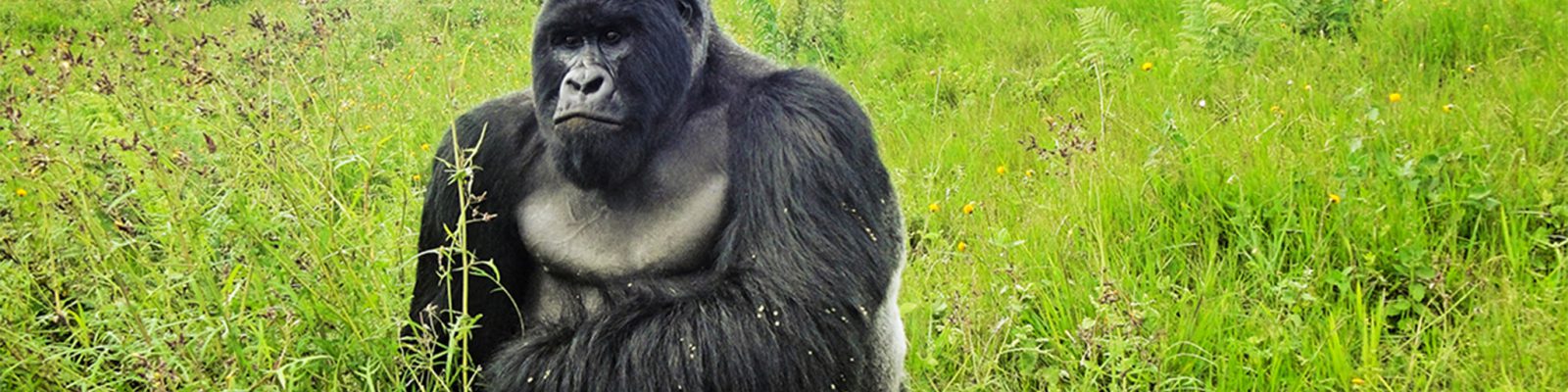 Kabirizi Gorilla Family
