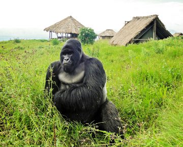 Kabirizi Gorilla Family
