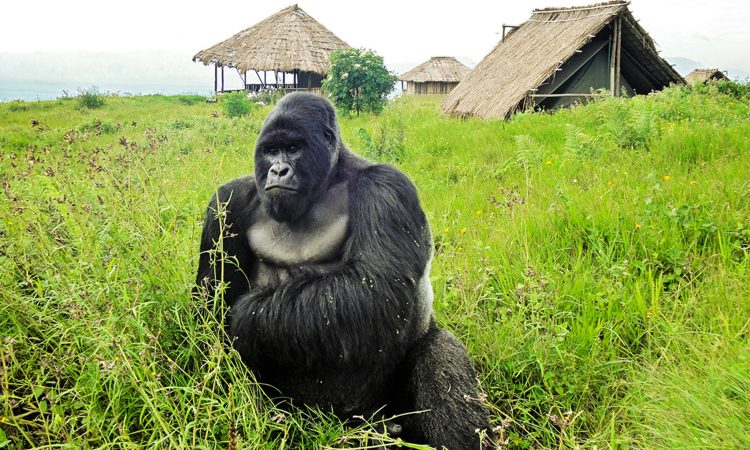 Kabirizi Gorilla Family