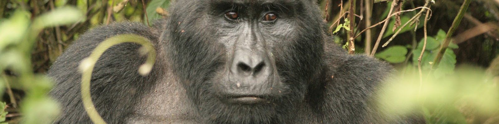 Kahungye Gorilla Family