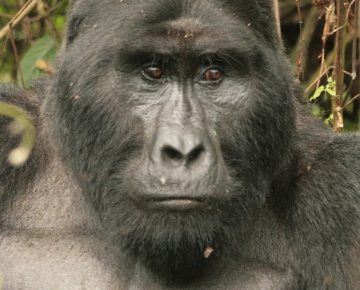 Kahungye Gorilla Family