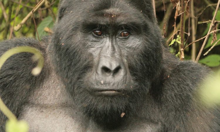 Kahungye Gorilla Family