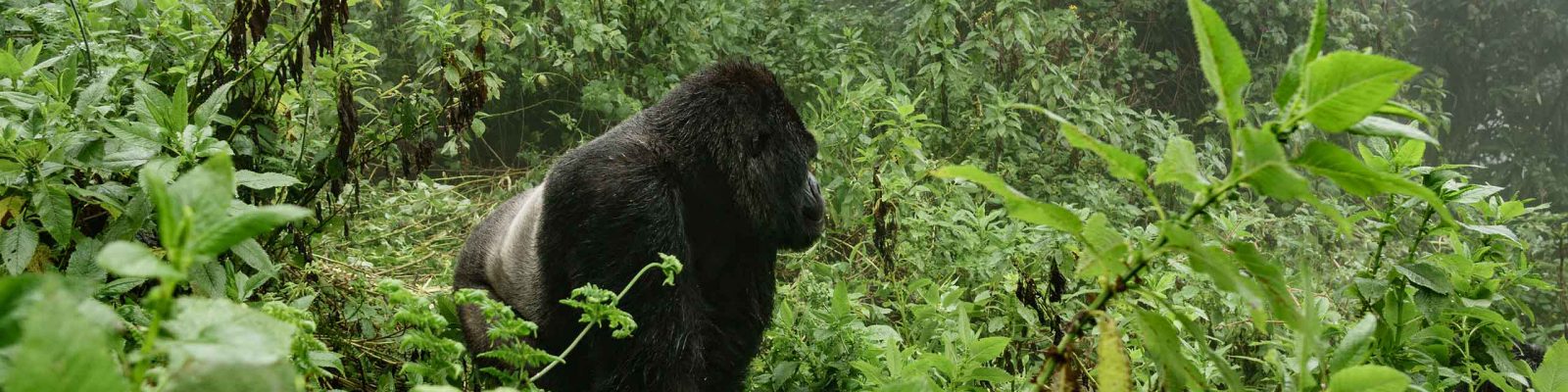 List of National Parks in DR Congo