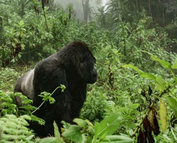 List of National Parks in DR Congo