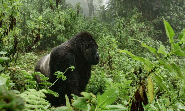 List of National Parks in DR Congo