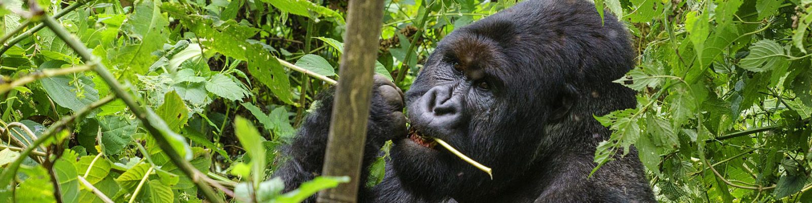 Mapuwa Gorilla Family
