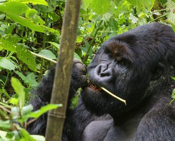 Mapuwa Gorilla Family