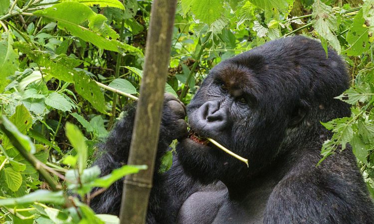 Mapuwa Gorilla Family