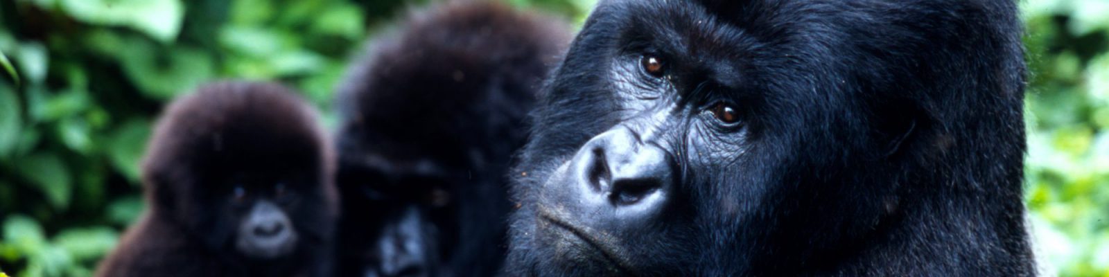 Mishaya Gorilla Family