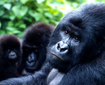 Mishaya Gorilla Family