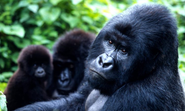 Mishaya Gorilla Family