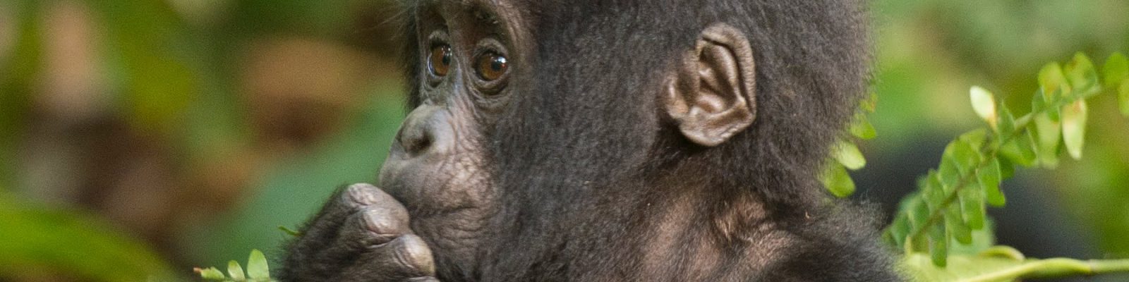 Mubare Gorilla Family