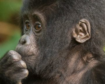 Mubare Gorilla Family