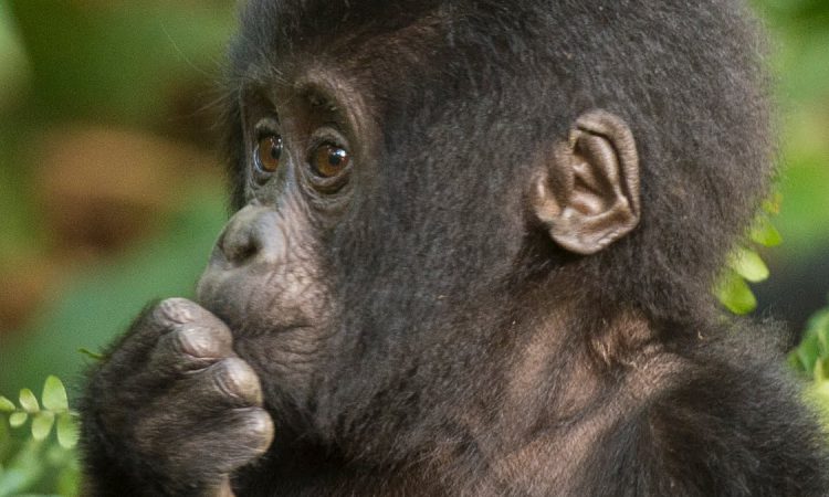 Mubare Gorilla Family