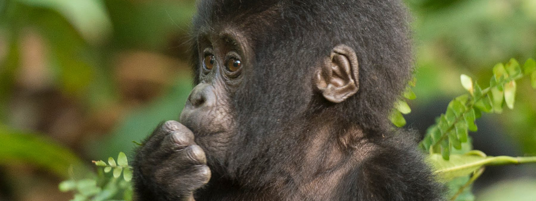 Mubare Gorilla Family