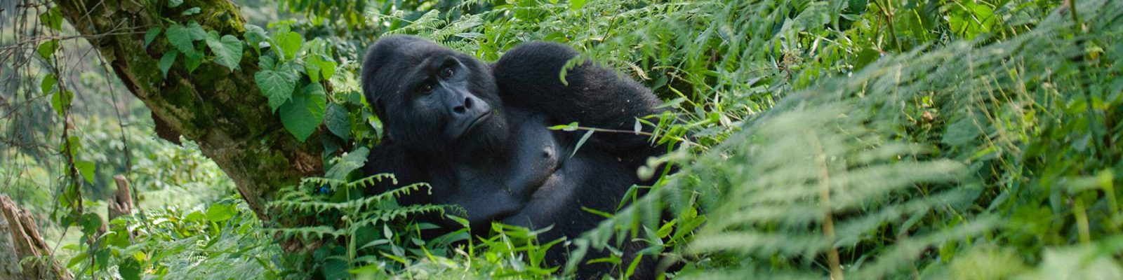 Mukiza Gorilla Family