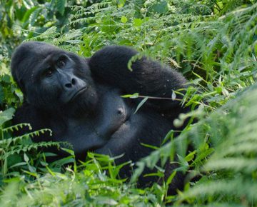 Mukiza Gorilla Family