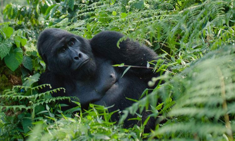Mukiza Gorilla Family