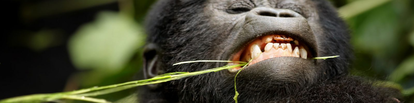 Nkuringo Gorilla Family