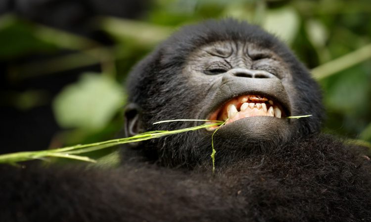 Nkuringo Gorilla Family