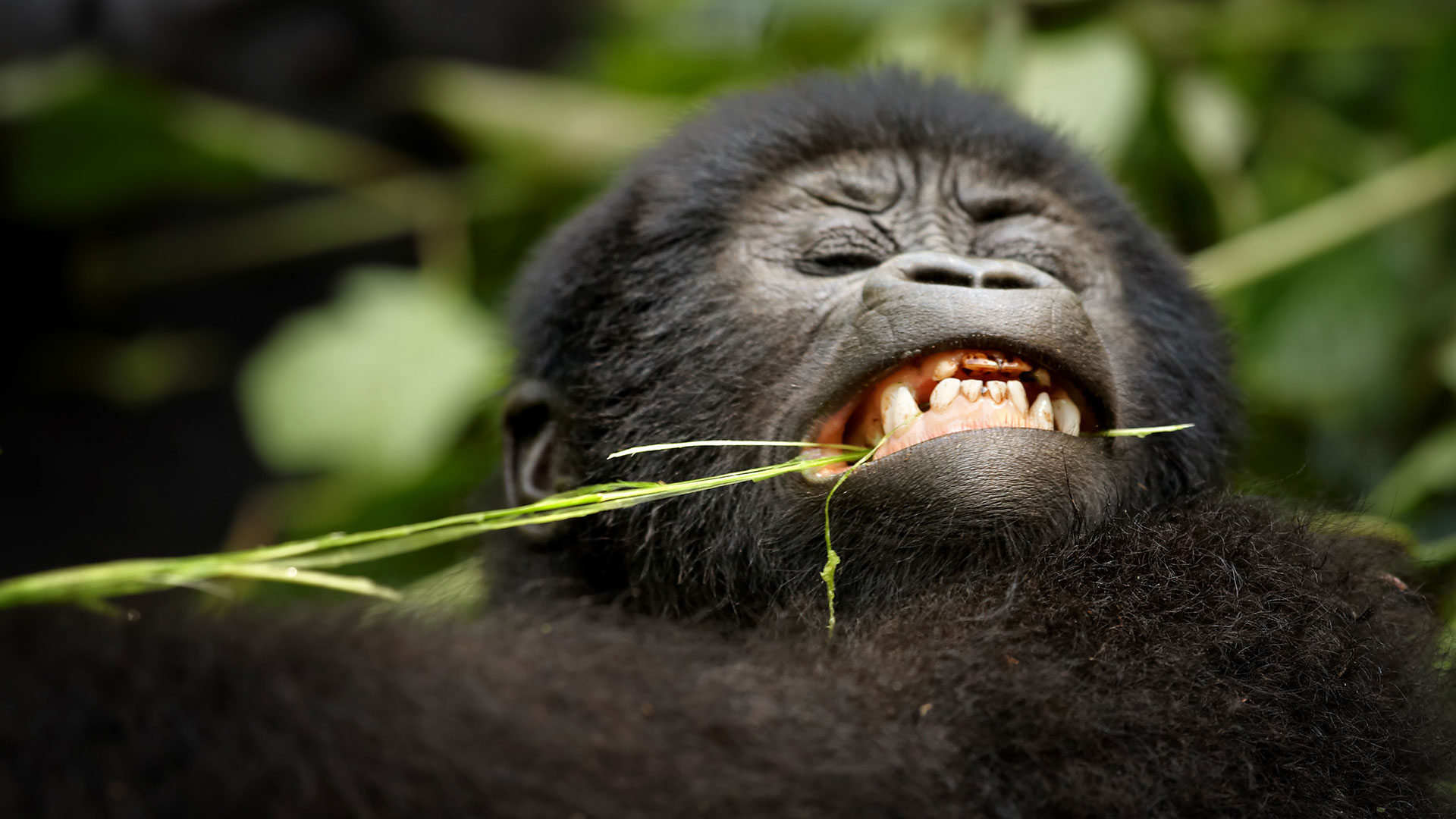 Nkuringo Gorilla Family