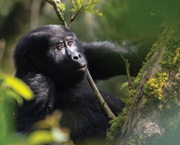 Nshongi Gorilla Family