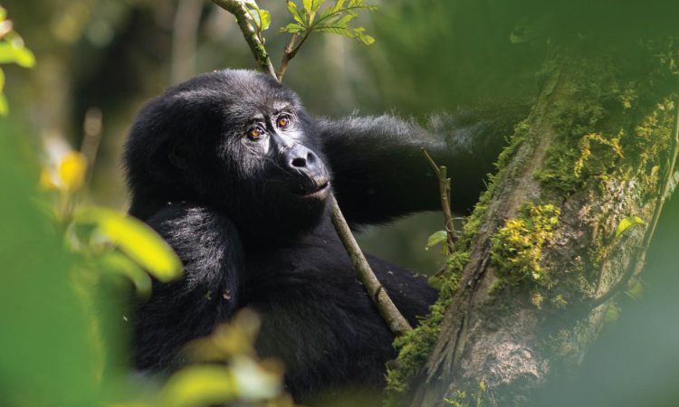 Nshongi Gorilla Family
