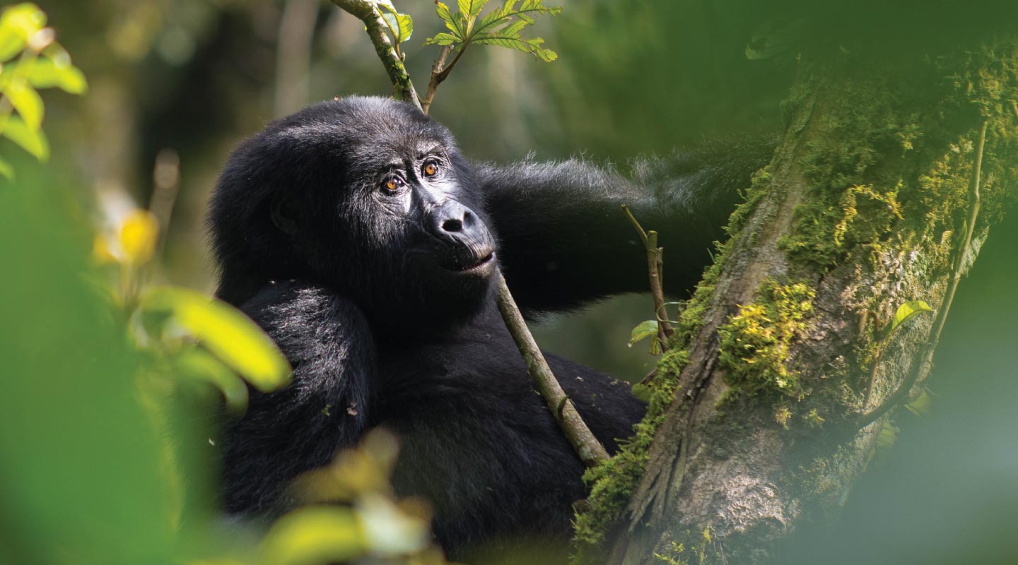 Uganda Gorilla Habituation Experience