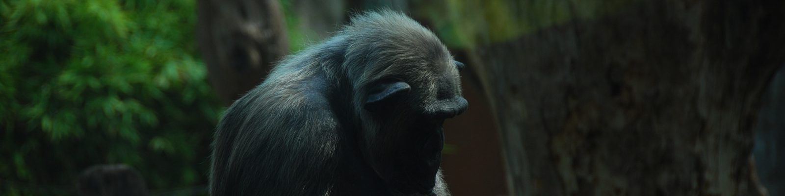 Full List of National Parks in Rwanda