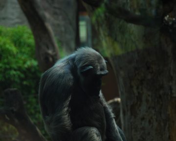 Full List of National Parks in Rwanda