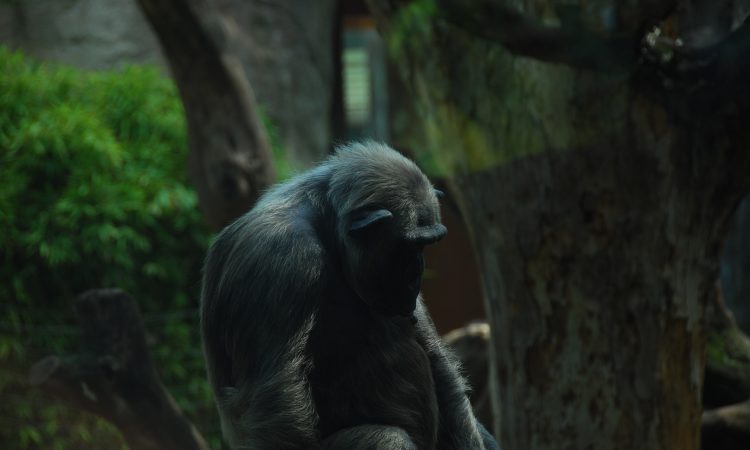 Full List of National Parks in Rwanda