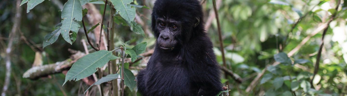 Oruzogo Gorilla Family