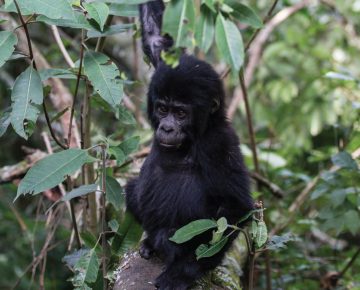 Oruzogo Gorilla Family
