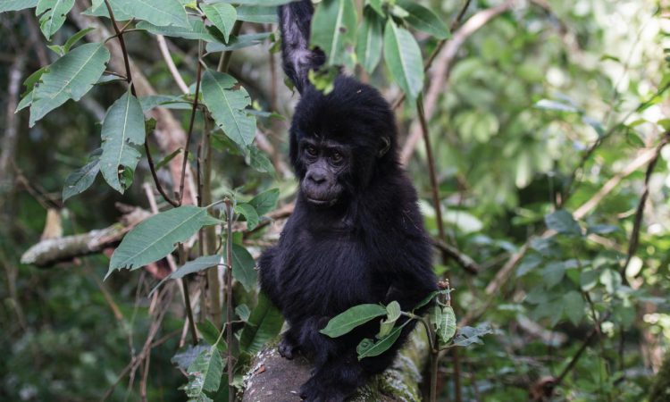 Oruzogo Gorilla Family