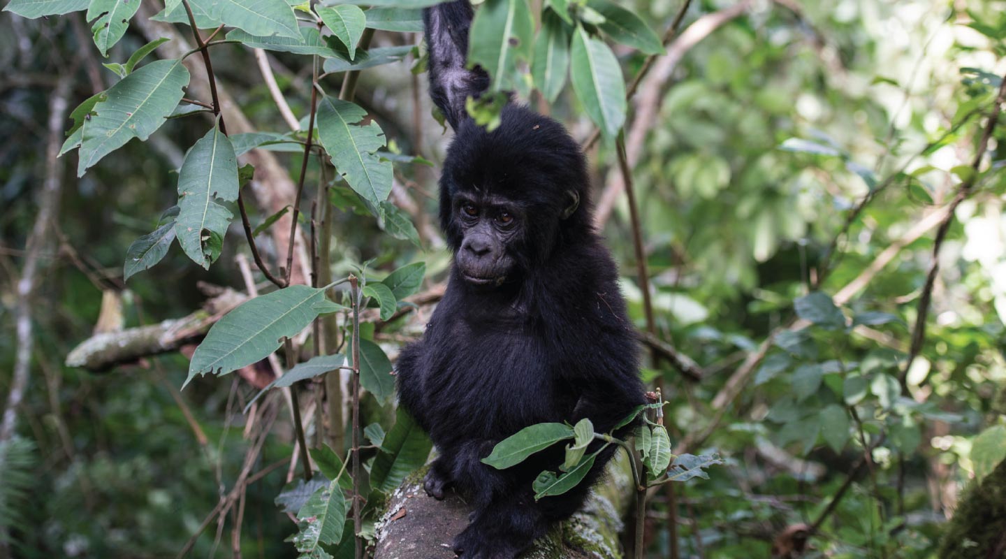 Oruzogo Gorilla Family
