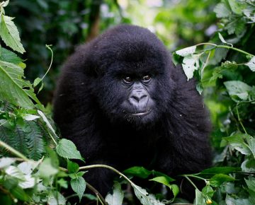 Rugendo Gorilla Group