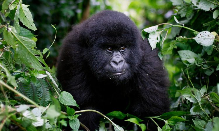 Rugendo Gorilla Group