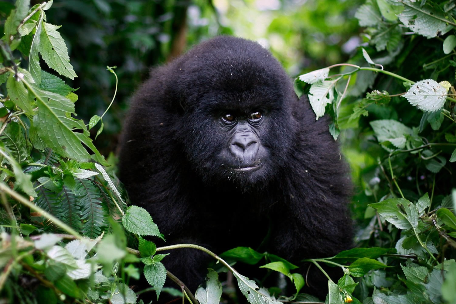Rugendo Gorilla Group