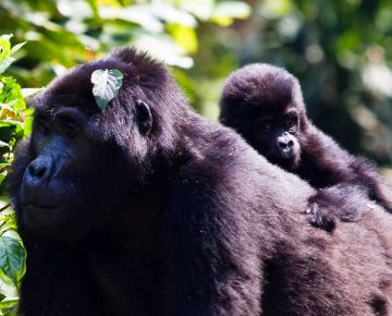 Rushegura Gorilla Family