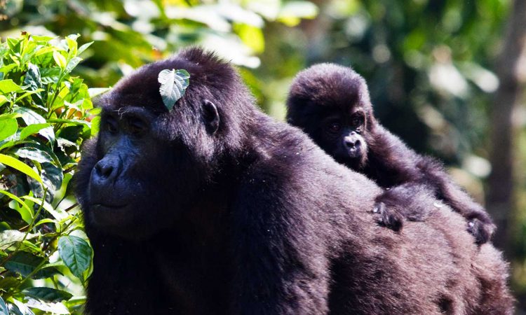 Rushegura Gorilla Family