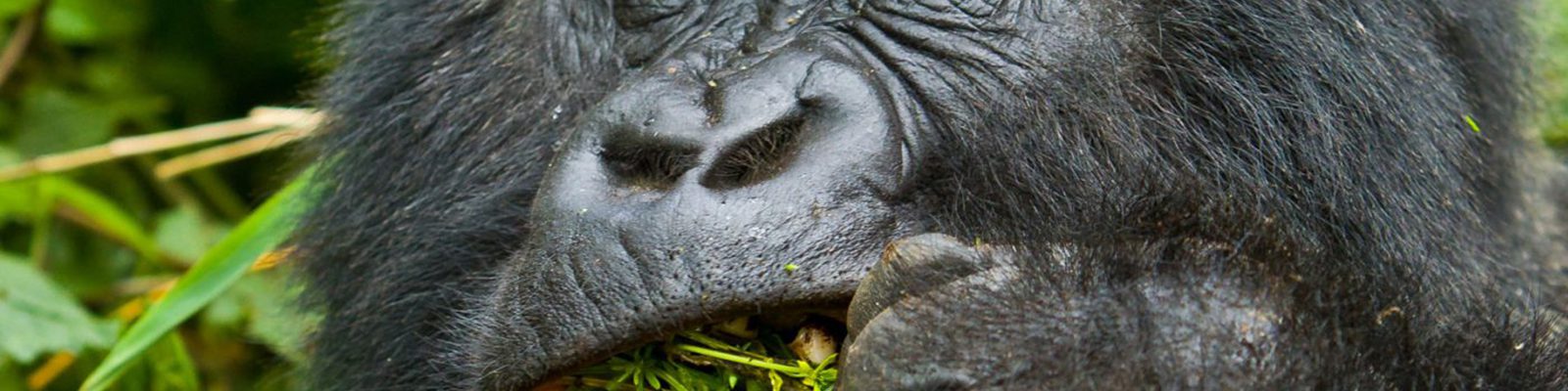 Titus Gorilla Family